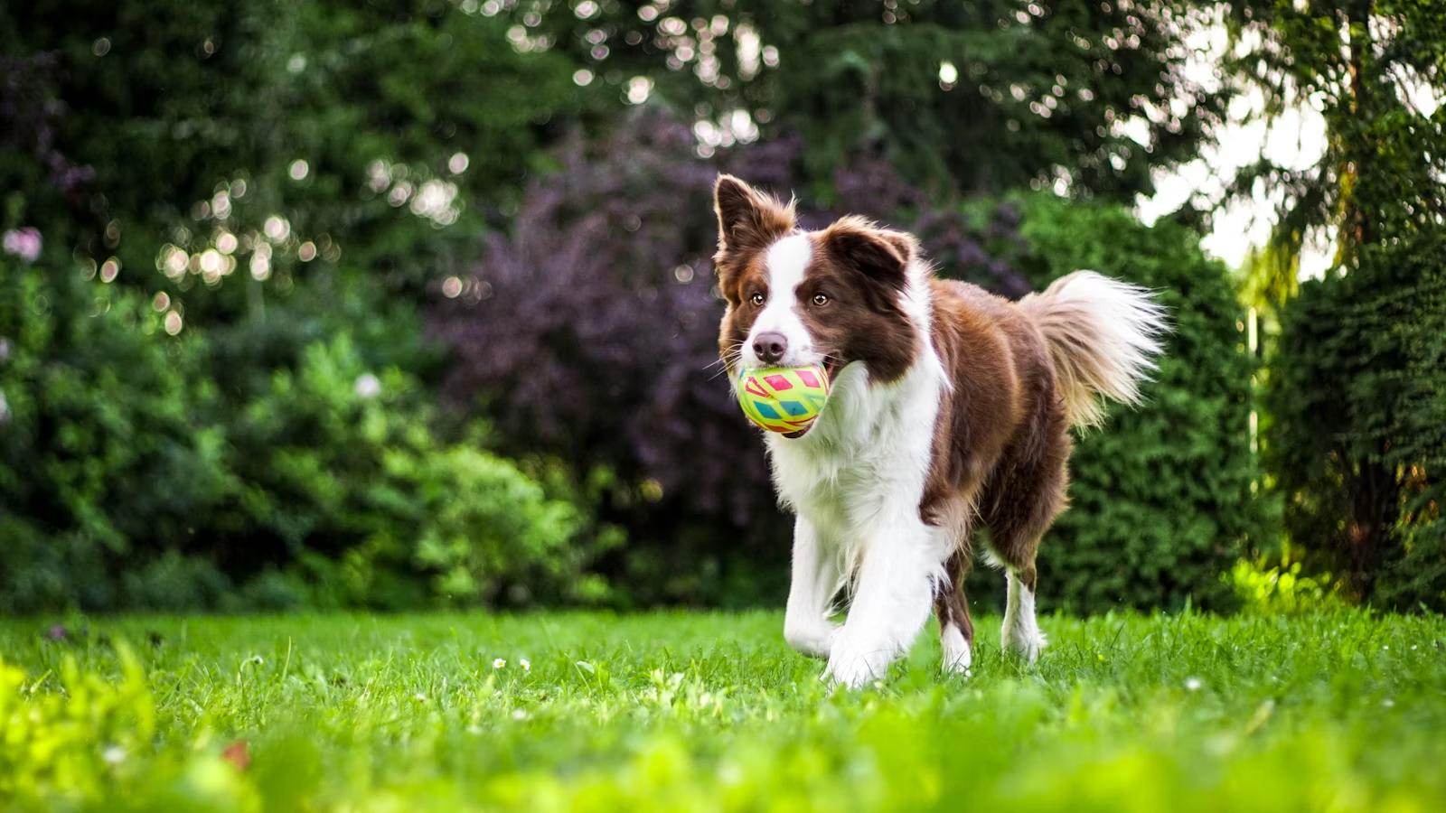 Un chien qui rapporte son jouet dans le jardin